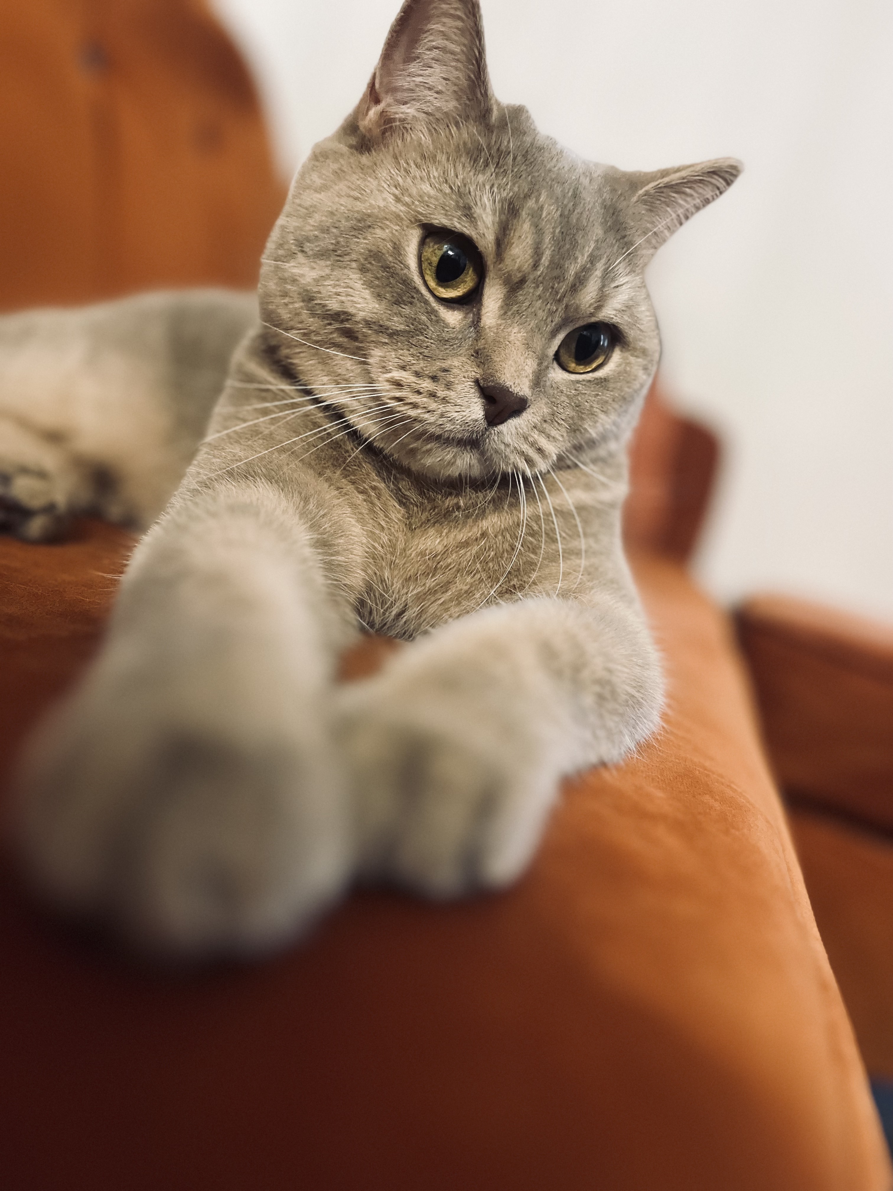 Dr Fauchier Ophélie - SAVOIVET